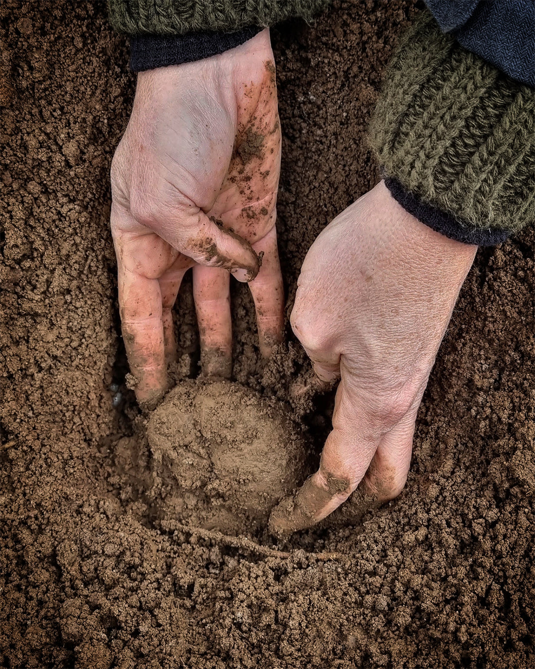 ¿Porqué es tan especial la Trufa Negra?