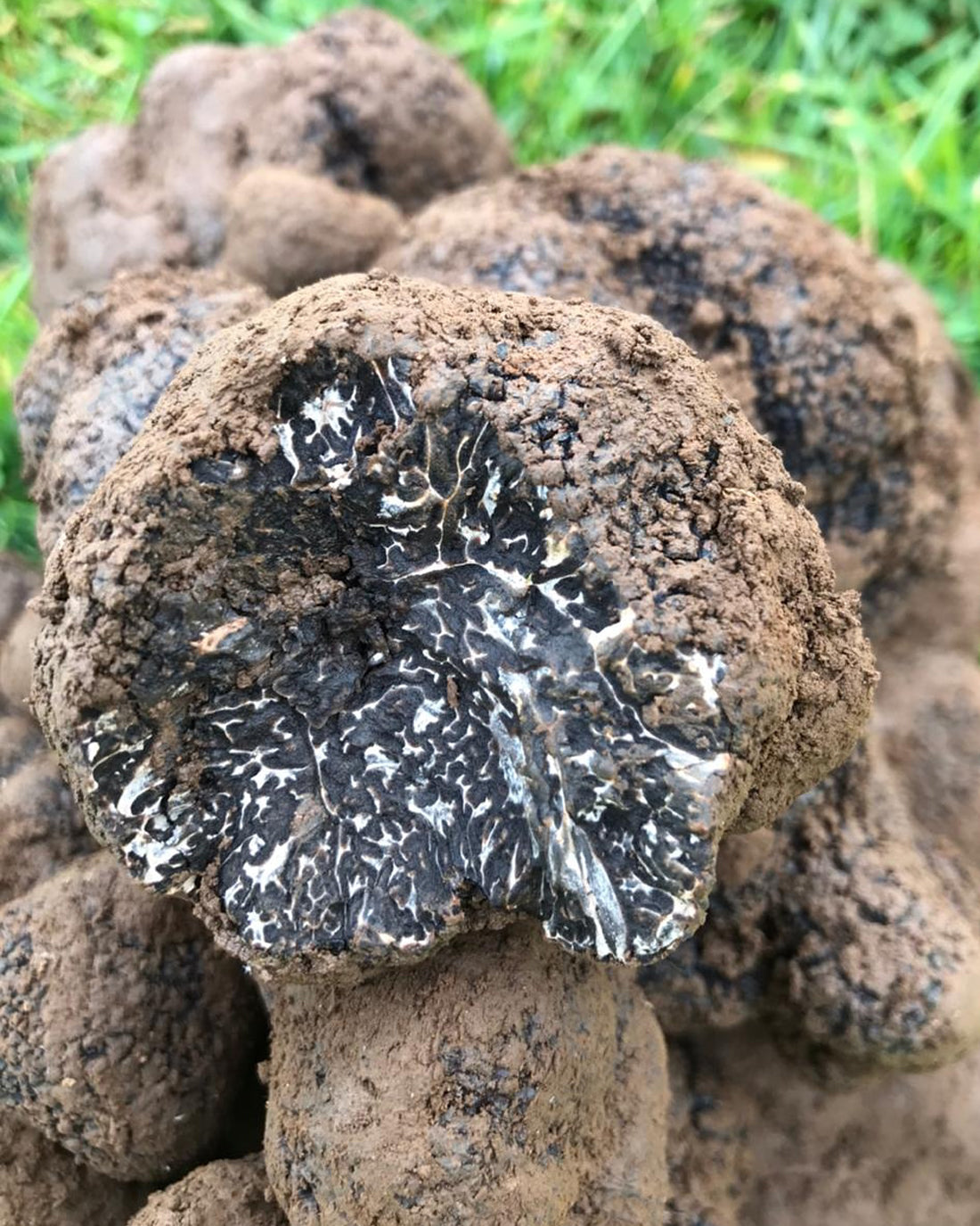 ¿Cómo saber si la trufa es de calidad, de temporada?